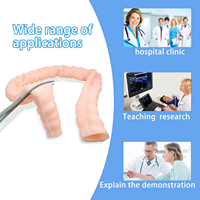 Modèle de formation en coloscopie médicale - Organisme colique simulé souple pour l'enseignement et la pratique des compétences Henan Zhizao Modèle 01