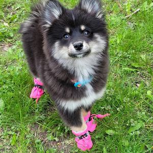 Hundes chuhe für Hot Pavemen Anti-Rutsch-Sohle Hundes tiefel und Pfoten schutz - Product Image 4