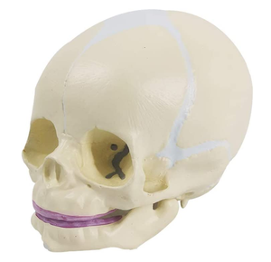 Modèle de crâne de bébé humain taille réelle science médicale modèle de crâne d'anatomie pour bébé outil d'affichage d'éducation d'apprentissage pour enfants - Product Image 4