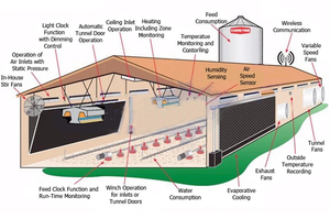 Công suất lớn Gà nhà gà thịt gia cầm Kết Cấu Thép giá thấp trang trại các tòa nhà <span class=keywords><strong>prefab</strong></span> gà Coop - Product Image 6