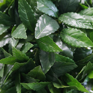 Arbres topiaires artificiels en pot 110 cm, 2 boules en PE/bois enduit résistant aux UV, verdure <span class=keywords><strong>laurier</strong></span>, décoration maison et bureau - Product Image 3