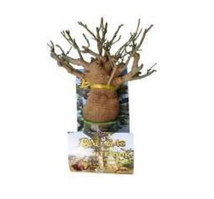 Vente en gros d'articles de décoration intérieure de haute qualité : aimants floraux pour réfrigérateur et aimants en forme de graines de baobab - Product Image 1