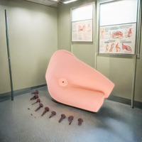 Simulateur d'examen rectal en PVC durable DARHMMY avec selles pour la formation médicale et la simulation (taille naturelle)