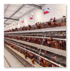 Venta caliente 4 niveles para gallinas ponedoras jaula de pollo automática para ventas al por mayor
