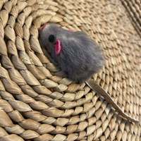 Jouet pour chat en peluche interactif en forme de petite souris mignonne, queue en fourrure de lapin, vente chaude