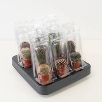 Emballage en blister en plastique personnalisé pour plantes, 1, 3, 5, 6 pièces, emballage en blister pour plantes de cactus avec poignée