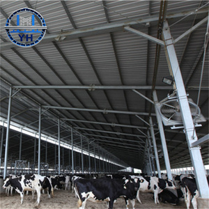 Structure en acier préfabriquée abordable pour abri de vaches, bâtiment d'élevage de haute qualité à faible coût pour bovins de boucherie et fermes laitières - Product Image 4