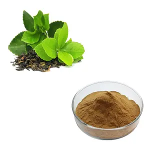 HONGDA 98% bubuk ekstrak polifenol teh hijau