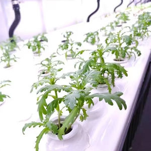 Contenedor Compacto para Cultivo Interior de Vegetales de Hoja - Granja Vertical Multicapa con Regulación Inteligente de Humedad y Temperatura - Product Image 2