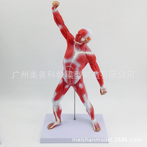 Modèle de muscle humain (50 cm) - Morphologie et structure musculaire du corps entier - Anatomie musculaire - Modèle de muscle pour la kinésiologie humaine - Product Image 2