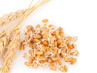 Extrait naturel de germe de blé 0,5%-1% Suppléments de spermidine CAS 124-20-9 Poudre de spermidine