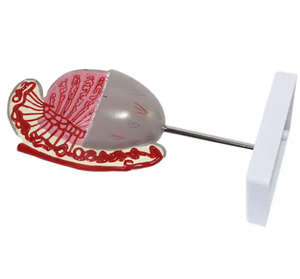 Modèle de structure testiculaire, modèle de guidage sur la santé génito-urinaire, modèle de guidage sur la santé de l'andrologie et du mariage pour l'enseignement médical - Product Image 3