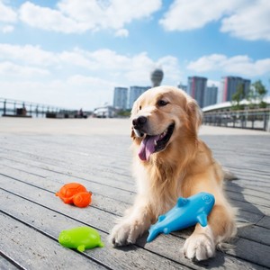Juguete de Verano para Perros de Alta Calidad de All for Paws, Juguete Masticable de Rana/Tortuga/Tiburón, Mezcla de TPR, Juguetes Divertidos Congelados, Juguete Masticable Refrescante para Perros - Product Image 2