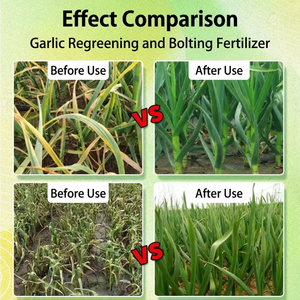 <span class=keywords><strong>Engrais</strong></span> pour l'Engraissement et la Floraison des Ailots d'<span class=keywords><strong>Ail</strong></span> avec des Composants Organiques Solubles dans l'Eau - Product Image 4