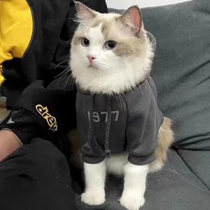 เสื้อผ้าสำหรับแมวป้องกันขนร่วงและน่ารัก เหมาะสำหรับแมวแร็กดอล แมวสีฟ้า ลูกแมวบริติชชอร์ตแฮร์ และสัตว์เลี้ยงอื่นๆ - Product Image 3