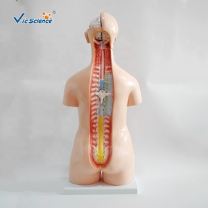 Unisex 85CM Anatomical <strong>Model</strong> of the Human Torso 23 Parts PVC Half Body Training <strong>Model</strong> Sexless for Medical <strong>Science</strong> - Product Image 3