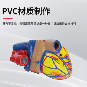 Modelo de Anatomía del Corazón Humano 1:1, Modelo de Corazón Natural para Ultrasonido/Doppler Color, Molde de Enseñanza del Corazón con 34 Marcas - Product Image 3
