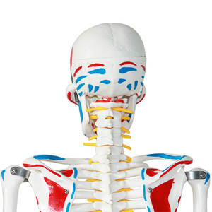Modelo Anatómico <span class=keywords><strong>Humano</strong></span> de 85 cm de la Marca Xingshou, Músculos de Cuerpo Completo con Colores, <span class=keywords><strong>Huesos</strong></span> Desmontables de Alta Simulación - Product Image 5