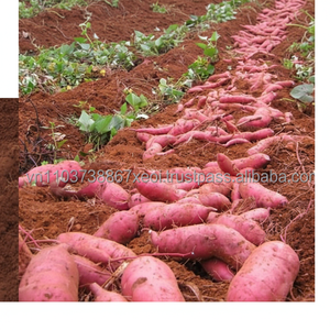 Batata de VIETNAM - Product Image 1