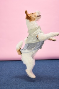 Gilet traspirante per animali domestici, maglietta leggera per cani, per la primavera e l'estate, per cani di piccola taglia, in nylon, poliestere, rete, impermeabile, a prova di insetti e sole - Product Image 1