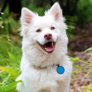 OKSILICONE nombre de identificación de perro existente Etiqueta de mascota código QR Etiqueta de perro redonda en blanco etiquetas de perro al por mayor grabadas para mascotas - Product Image 3