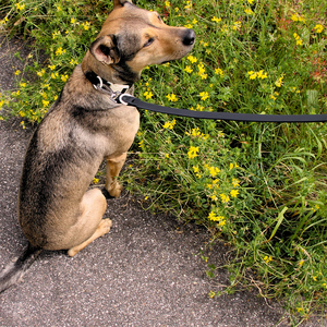 Sıcak satış canlı PVC köpek tasmaları ayarlanabilir Vegan deri tutuşunu toka küçük orta büyük köpekler için dayanıklı su geçirmez - Product Image 6