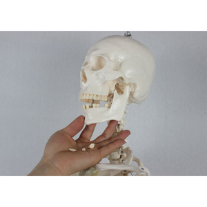 Adult male skeleton without spinal nerves and carotid arteries, packaged in a <b>foam</b> box. Human skeleton teaching <b>model</b>. - Product Image 1