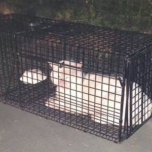 Pièges à animaux vivants pliables professionnels personnalisés de grande taille 31x11x13'' pliés et humains - Product Image 6