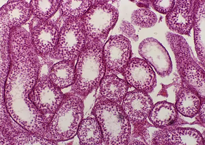 BestScope Microscopio Compuesto Biológico con Iluminación LED, Ajuste Grueso, Trinocular Educativo, para Laboratorio, para el - Product Image 3