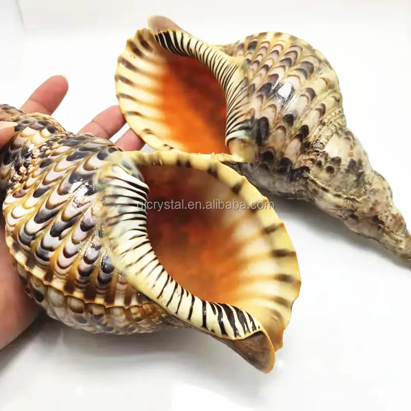 Groothandel Trompet Triton Conch Shell Craft Seashell Craft Groothandel Verschillende Grootte Supply Voor Verkoop