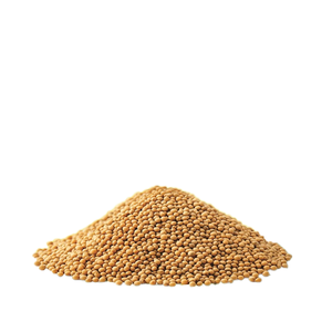 เมล็ดถั่วเหลืองรสขมแบบธรรมชาติธรรมชาติธรรมชาติเมล็ดถั่วเหลืองดิบออร์แกนิกการเพาะปลูกสมุนไพรธรรมชาติราคาไม่แพง - Product Image 3