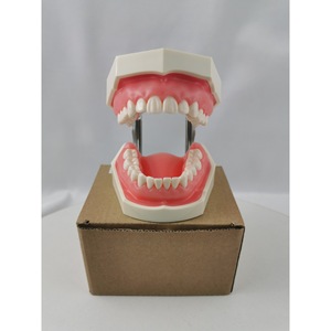 Modelo de dentadura postiza Heidefee M8011, 28 dientes, encías blandas, modelo de enseñanza para uso doméstico - Product Image 1