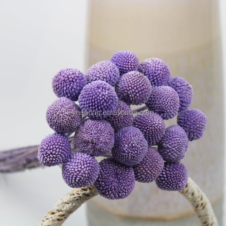 Pourpre