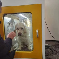 Produits de nettoyage et de toilettage pour animaux de compagnie, station de lavage pour chiens, machine de lavage pour chiens en libre-service, machine de lavage automatique pour chiens