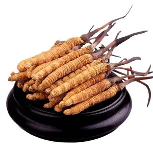 Großhandel reiner Cordyceps Militaris Pilz Cordyceps-Extrakt chinesische Medizin getrockneter Cordyceps Sinensis