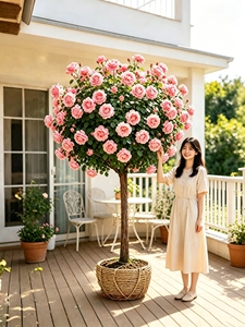 PFT Rosa a Tronco d'Albero, Pianta in Vaso a Forma di Tronco, Rosa Extra Large a Quattro Stagioni, Pianta <span class=keywords><strong>da</strong></span> <span class=keywords><strong>Balcone</strong></span> - Product Image 3