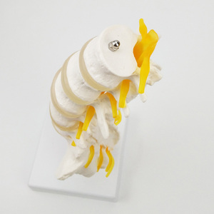 Modèle d'anatomie des vertèbres lombaires avec sacrum, coccyx et nerfs - Product Image 3