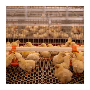 Nouvelle cage <span class=keywords><strong>à</strong></span> poulets automatique de type H pour poussins d'un <span class=keywords><strong>jour</strong></span>, avec une durée de vie de 15 <span class=keywords><strong>à</strong></span> 20 ans - Product Image 4