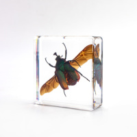 Scarabée en résine acrylique de 58 mm, spécimen d'insecte réel en résine, bloc de résine ambre, presse-papier pour les ressources pédagogiques en biologie