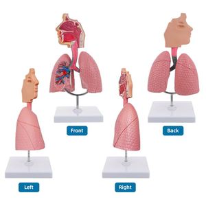 Modèle du système respiratoire humain KyrenMed 1/2 grandeur nature, tête humaine, larynx, poumon, trachée, organes du système respiratoire avec support - Product Image 4