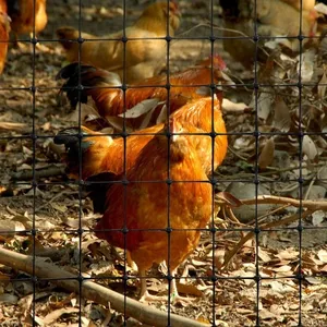 Redes de galinha cerca