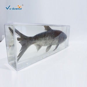 Especímenes desecados y preservados de carpa de cabeza grande, carpa plateada, carpa de cabeza grande y otras cuatro especies principales de peces de agua dulce utilizadas. - Product Image 4
