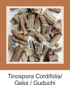 Gulvel / Giloe / Indian TINOSPORA CORDIFOLIA Natural Giloy Stem Cordifolia Tinospora a buen precio - Product Image 4