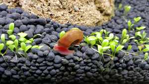 Prix d'usine en gros, substrat d'<span class=keywords><strong>aquarium</strong></span> 3L et 9L, terre aquatique - Product Image 2