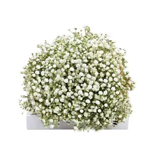 Most Popular Natural Dried Decoration Flower Pressed longlasting Baby Breath Gypsophila Forever Real White Babys Breath