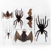 Vraie chauve-souris en résine, objets d'artisanat en résine, insectes préservés dans la résine pour les salles de classe de sciences, kits pédagogiques d'éducation scientifique