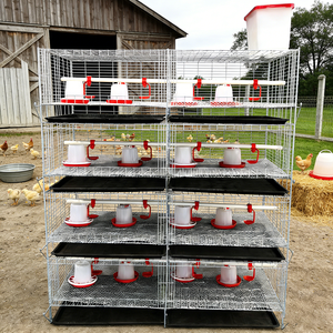 Cage d'élevage de poussins à 3/4 niveaux avec bande de fumier, pour poulets de la poussée à l'adulcoration, vente directe <span class=keywords><strong>usine</strong></span> - Product Image 4