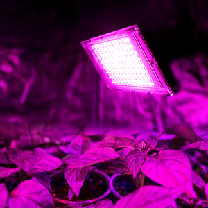 Sıcak satış yeni ürün led cob tam spektrum 100 w kapalı Led bitki büyüme ışık 100 watt ışık büyümeye yol açtı spektrum - Product Image 1