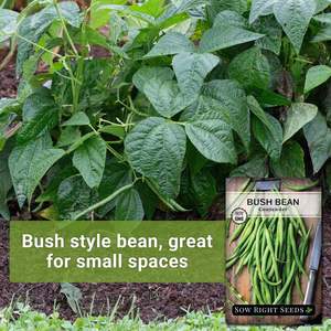 Sow Right <span class=keywords><strong>Contender</strong></span> Bush Green Bean Paquet d'héritage sans OGM Variété sans fil pour jardin potager extérieur - Product Image 3