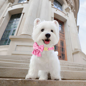 <span class=keywords><strong>Collar</strong></span> de gato separable personalizado al por mayor con hebilla de metal <span class=keywords><strong>Collar</strong></span> de gato perro mascota de diseñador con pajarita - Product Image 5